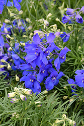 Hunky Dory&Trade; Blue Delphinium (Delphinium grandiflorum 'Hunky Dory Blue') at Lakeshore Garden Centres