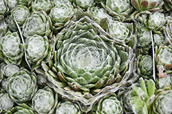 Colorockz Arctic White Hens And Chicks (Sempervivum 'Belsemcob2') at Lakeshore Garden Centres