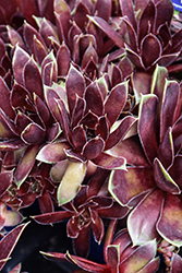 Colorockz Coconut Crystal Hens And Chicks (Sempervivum 'Belsemmag1') at Lakeshore Garden Centres