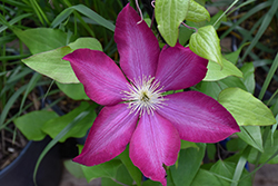 Bourbon Clematis (Clematis 'Bourbon') at Peter Knippel Garden Centre