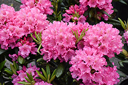Haaga Rhododendron (Rhododendron 'Haaga') at Peter Knippel Garden Centre