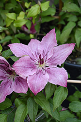 Sarah Elizabeth Clematis (Clematis 'Evipo098') at Peter Knippel Garden Centre