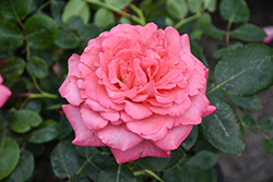 Reminiscent Coral Rose (Rosa 'BOZFRA221') at Lakeshore Garden Centres