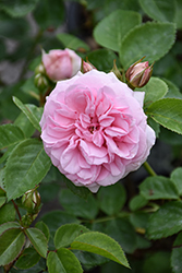Reminiscent Pink Rose (Rosa 'BOZFRA021') at Lakeshore Garden Centres