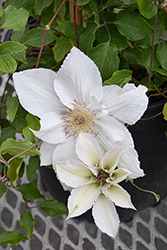Guernsey Flute Clematis (Clematis 'EviGsy153') at Green Thumb Garden Centre