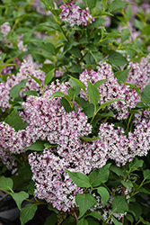 Baby Kim Lilac (Syringa 'SMNSDTP') at Peter Knippel Garden Centre