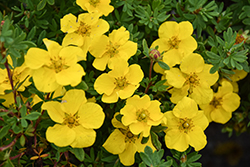 Happy Face Yellow Potentilla (Potentilla fruticosa 'Lundy') at Lakeshore Garden Centres