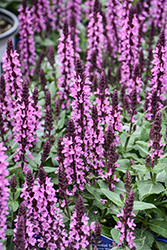 Midnight Rose Meadow Sage (Salvia nemorosa 'Midnight Rose') at Peter Knippel Garden Centre