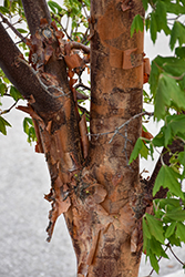 Paperbark Maple (Acer griseum) at Lakeshore Garden Centres