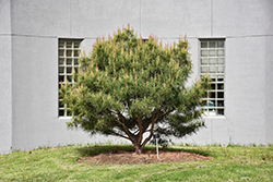 Japanese Umbrella Pine (Pinus densiflora 'Umbraculifera') at Lakeshore Garden Centres