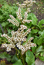 Bressingham White Bergenia (Bergenia 'Bressingham White') at Lakeshore Garden Centres