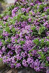 Lawrence Crocker Daphne (Daphne 'Lawrence Crocker') at Lakeshore Garden Centres
