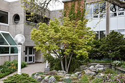Coral Bark Japanese Maple (Acer palmatum 'Sango Kaku') at Lakeshore Garden Centres