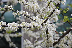White Redbud (Cercis canadensis 'Alba') at Lakeshore Garden Centres