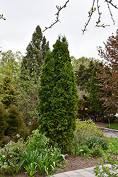 Pyramidal Arborvitae (Thuja occidentalis 'Fastigiata') at Green Thumb Garden Centre
