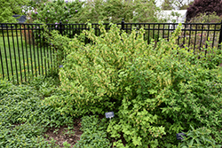 Wild Black Currant (Ribes americanum) at Lakeshore Garden Centres