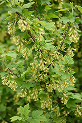 Wild Black Currant (Ribes americanum) at Lakeshore Garden Centres