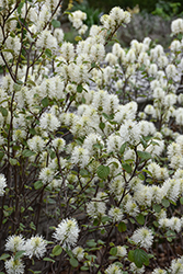 Legend Of The Fall Fothergilla (Fothergilla 'ALICE') at Peter Knippel Garden Centre