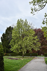 Yellow Lantern Magnolia (Magnolia 'Yellow Lantern') at Lakeshore Garden Centres