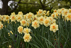 Tahiti Daffodil (Narcissus 'Tahiti') at Peter Knippel Garden Centre