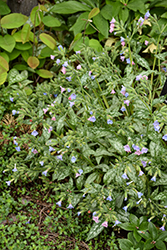Spilled Milk Lungwort (Pulmonaria 'Spilled Milk') at Lakeshore Garden Centres