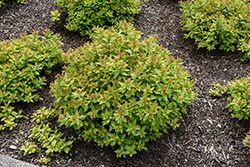 Dakota Goldcharm Spirea (Spiraea japonica 'Mertyann') at Lakeshore Garden Centres