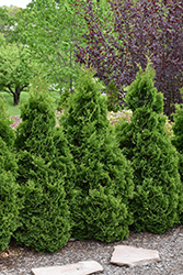 Private Jet Arborvitae (Thuja occidentalis 'King of Brabant') at Lakeshore Garden Centres