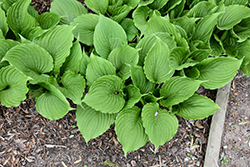 Blue Plantain Lily (Hosta ventricosa) at Lakeshore Garden Centres