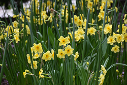 Golden Dawn Daffodil (Narcissus 'Golden Dawn') at Lakeshore Garden Centres