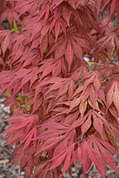 Elmwood Spreader Weeping Japanese Maple (Acer palmatum 'Elmwood Spreader') at Lakeshore Garden Centres