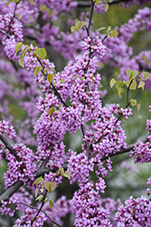 Eastern Redbud (Cercis canadensis) at Peter Knippel Garden Centre