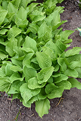 Hoosier Harmony Hosta (Hosta 'Hoosier Harmony') at Lakeshore Garden Centres