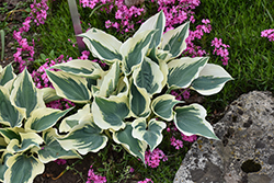 Firn Line Hosta (Hosta 'Firn Line') at Peter Knippel Garden Centre