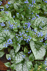 Sea Heart Bugloss (Brunnera macrophylla 'Sea Heart') at Peter Knippel Garden Centre