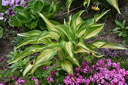 Cool As A Cucumber Hosta (Hosta 'Cool As A Cucumber') at Peter Knippel Garden Centre