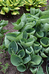 Abiqua Drinking Gourd Hosta (Hosta 'Abiqua Drinking Gourd') at Peter Knippel Garden Centre