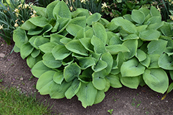 King Tut Hosta (Hosta 'King Tut') at Lakeshore Garden Centres