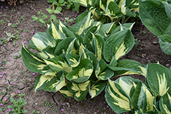 Pathfinder Hosta (Hosta 'Pathfinder') at Peter Knippel Garden Centre