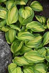 Rainbow's End Hosta (Hosta 'Rainbow's End') at Peter Knippel Garden Centre