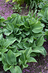 Striptease Hosta (Hosta 'Striptease') at Lakeshore Garden Centres