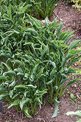 Praying Hands Hosta (Hosta 'Praying Hands') at Peter Knippel Garden Centre