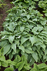 Neptune Hosta (Hosta 'Neptune') at Peter Knippel Garden Centre