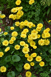 Little Leo Leopard's Bane (Doronicum 'Little Leo') at Lakeshore Garden Centres