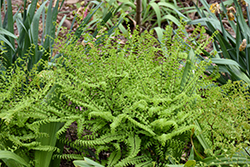 Northern Maidenhair Fern (Adiantum pedatum) at Peter Knippel Garden Centre