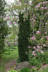 Matinecock Yew (Taxus x media 'Matinecock') at Lakeshore Garden Centres