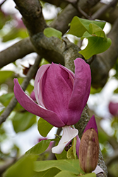 Lennei Saucer Magnolia (Magnolia x soulangeana 'Lennei') at Lakeshore Garden Centres