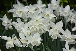 Tresamble Daffodil (Narcissus 'Tresamble') at Lakeshore Garden Centres