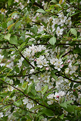 Winter Gold Flowering Crab (Malus 'Winter Gold') at Lakeshore Garden Centres