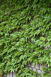 Boston Ivy (Parthenocissus tricuspidata) at Peter Knippel Garden Centre