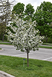 Harvest Gold Flowering Crab (Malus 'Harvest Gold') at Peter Knippel Garden Centre